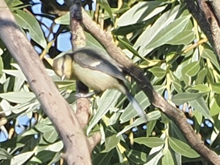 Eurasian Blue Tit - ML638272549