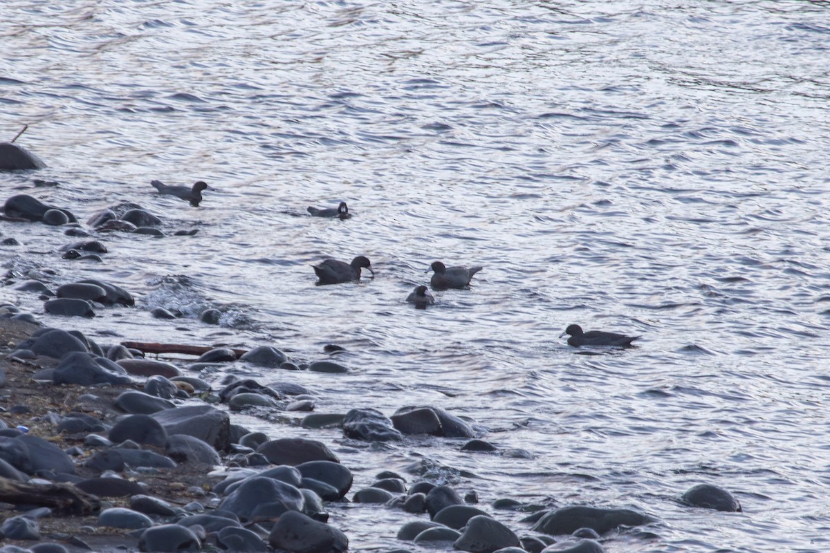Blue Duck - ML638272555