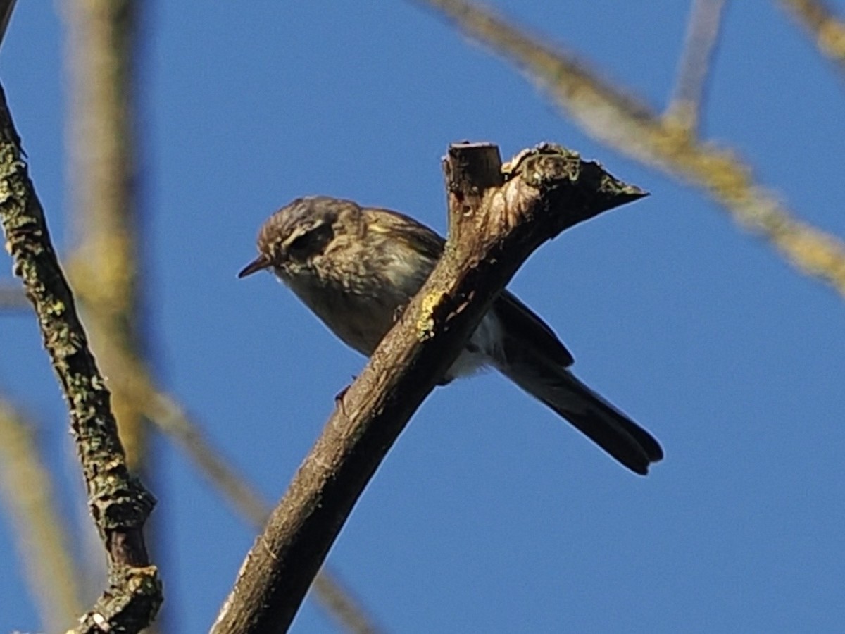 Common Chiffchaff - ML638272558