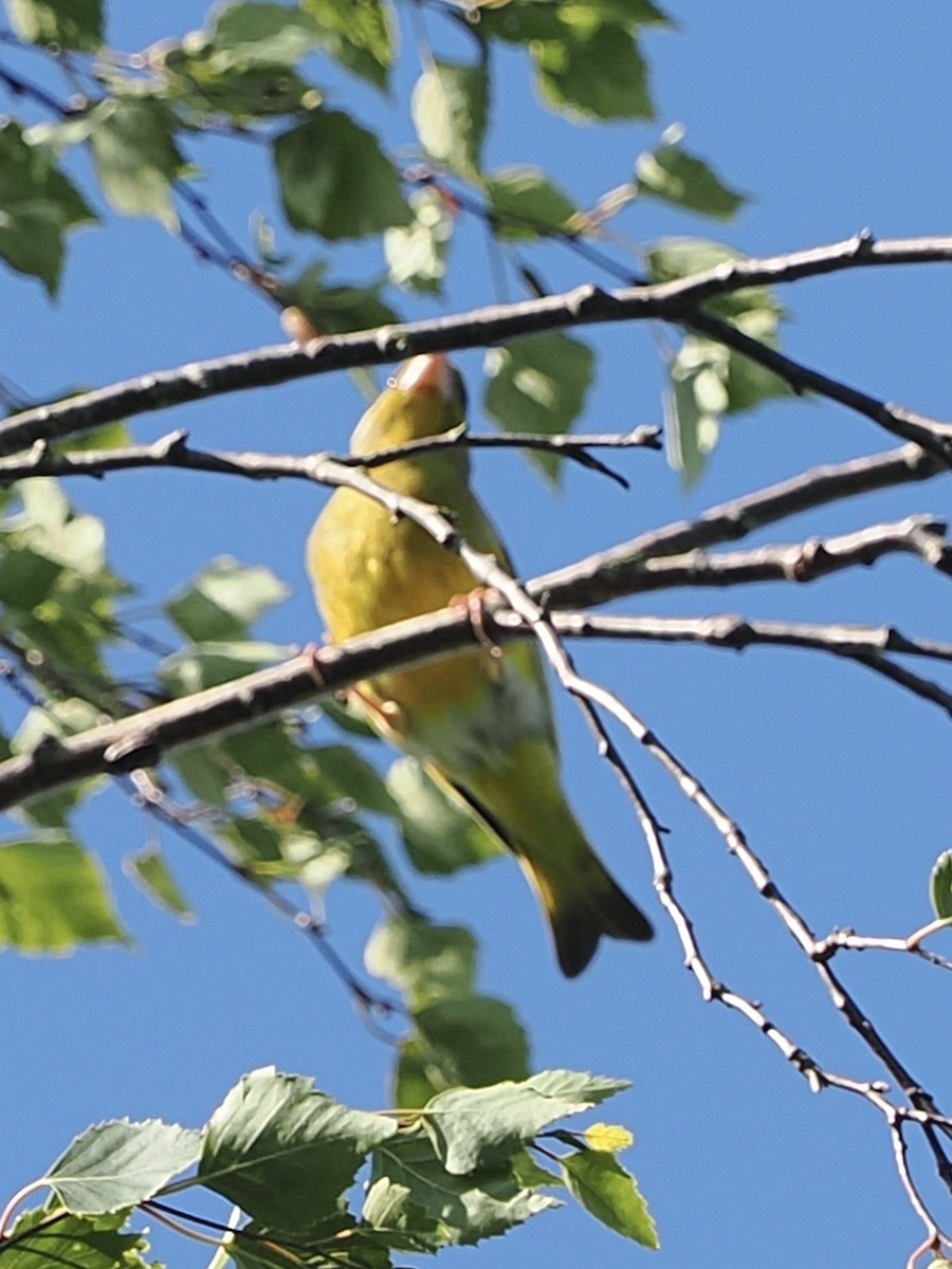 European Greenfinch - ML638272578