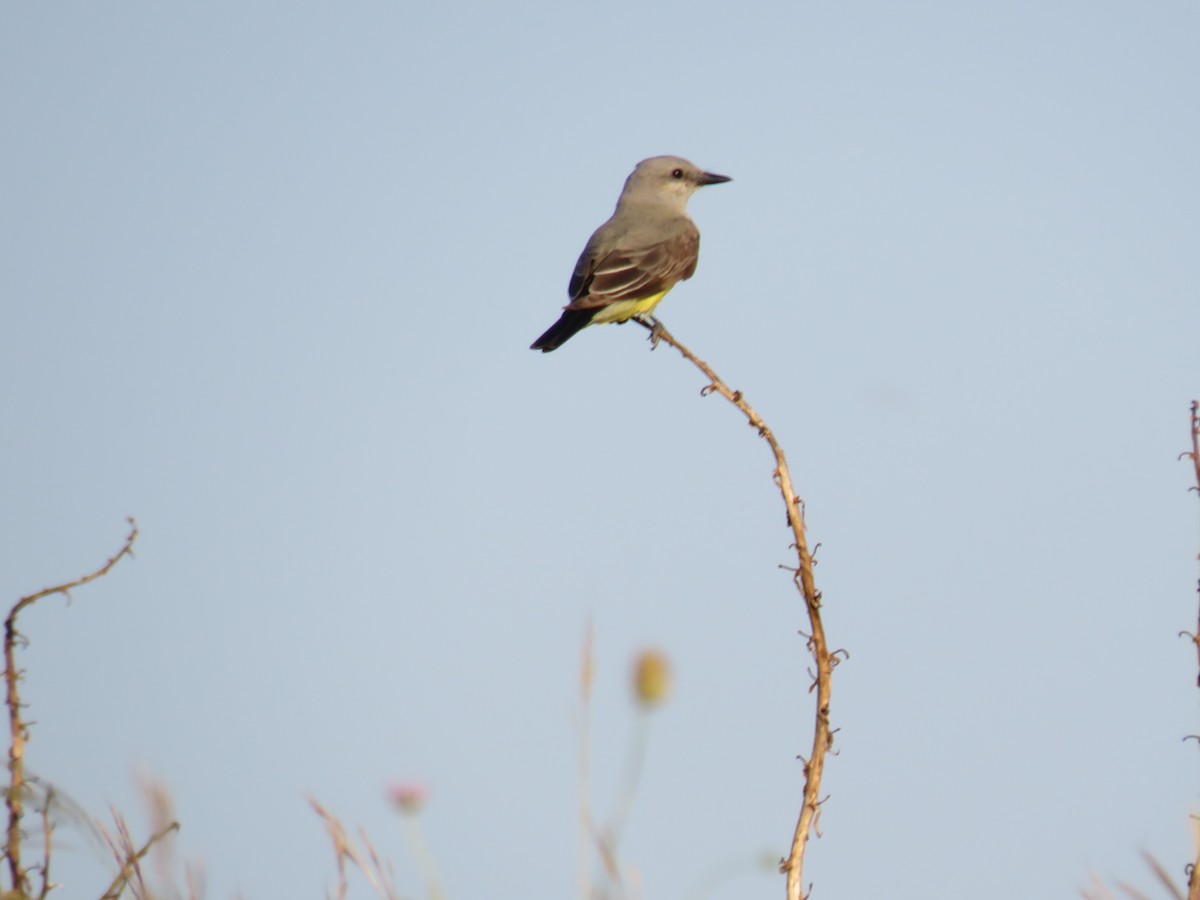 Western Kingbird - ML638272591