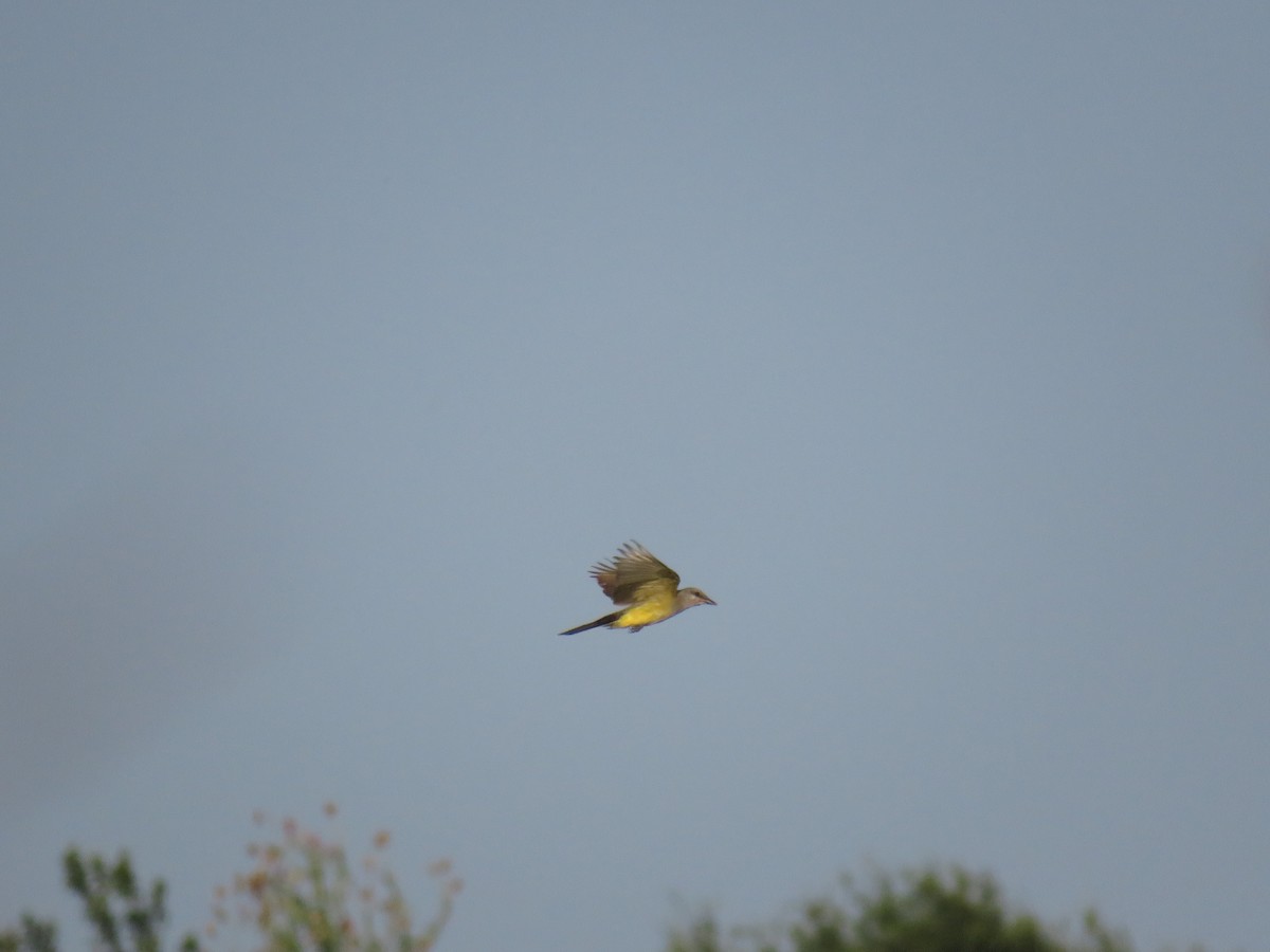 Western Kingbird - ML638272592