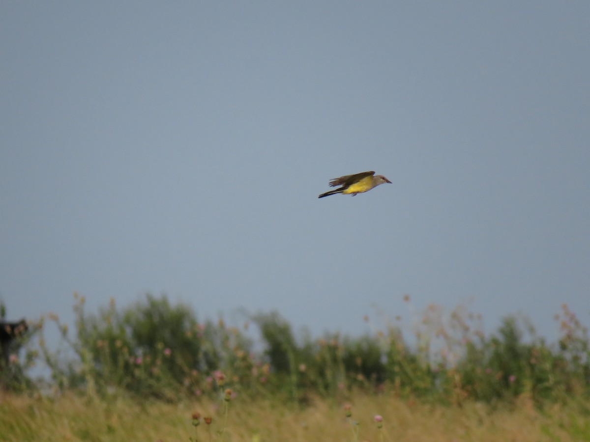 Western Kingbird - ML638272593