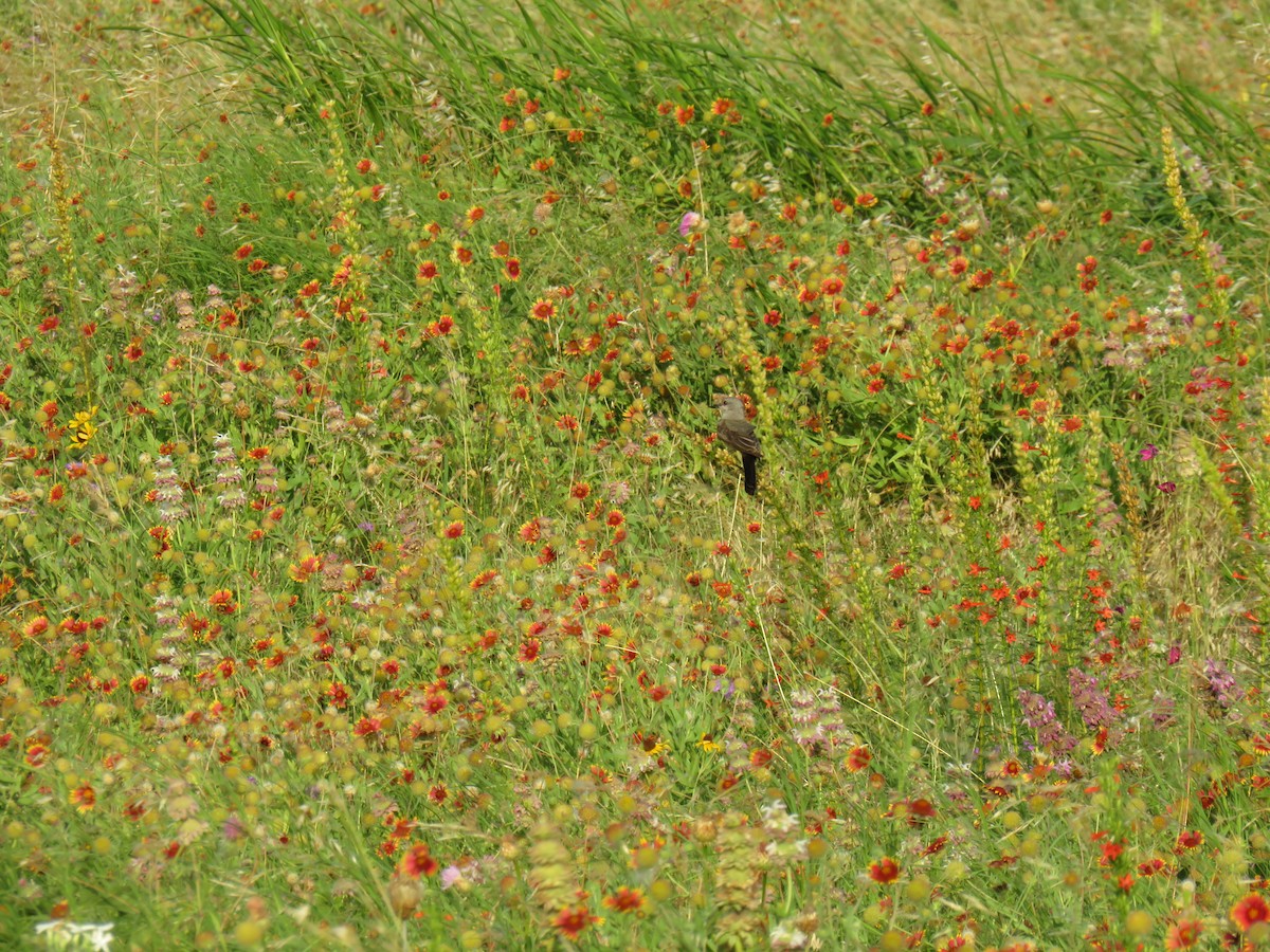 Western Kingbird - ML638272594