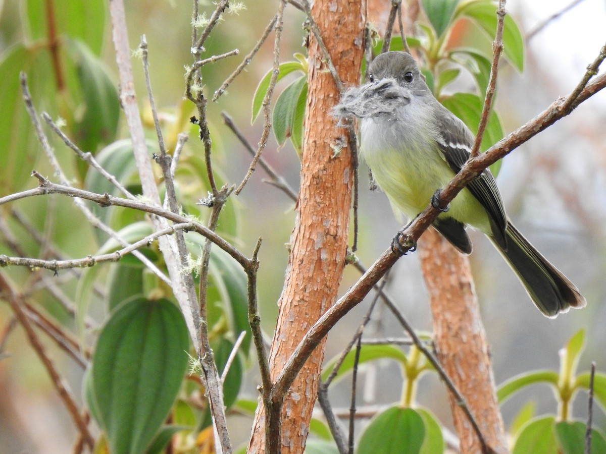 Pale-edged Flycatcher - ML638272605