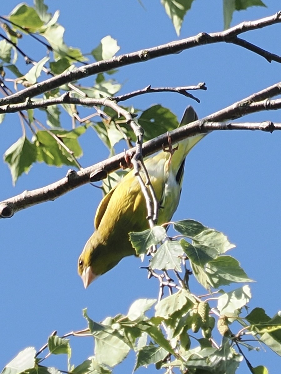 European Greenfinch - ML638272606