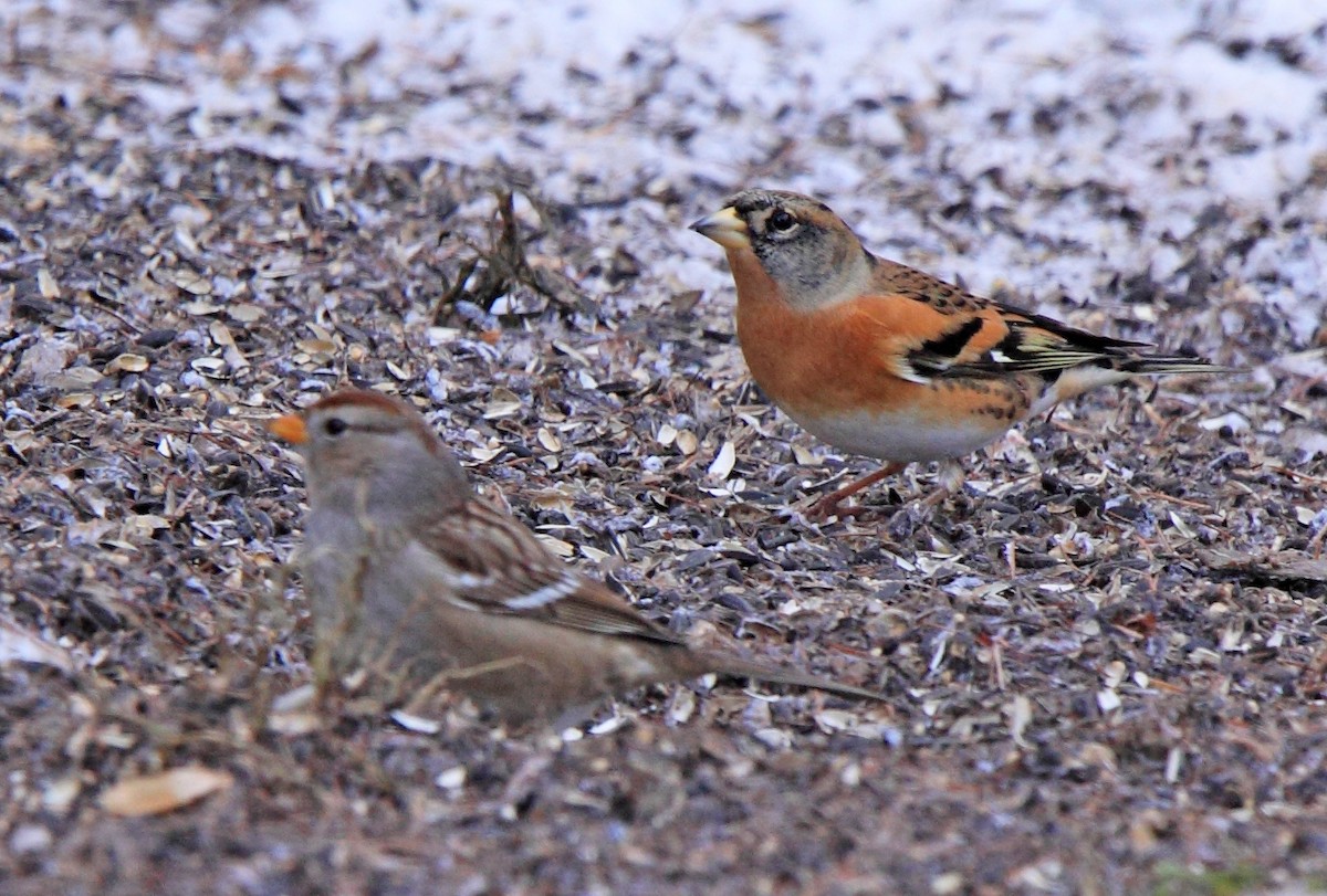 Brambling - ML638272607