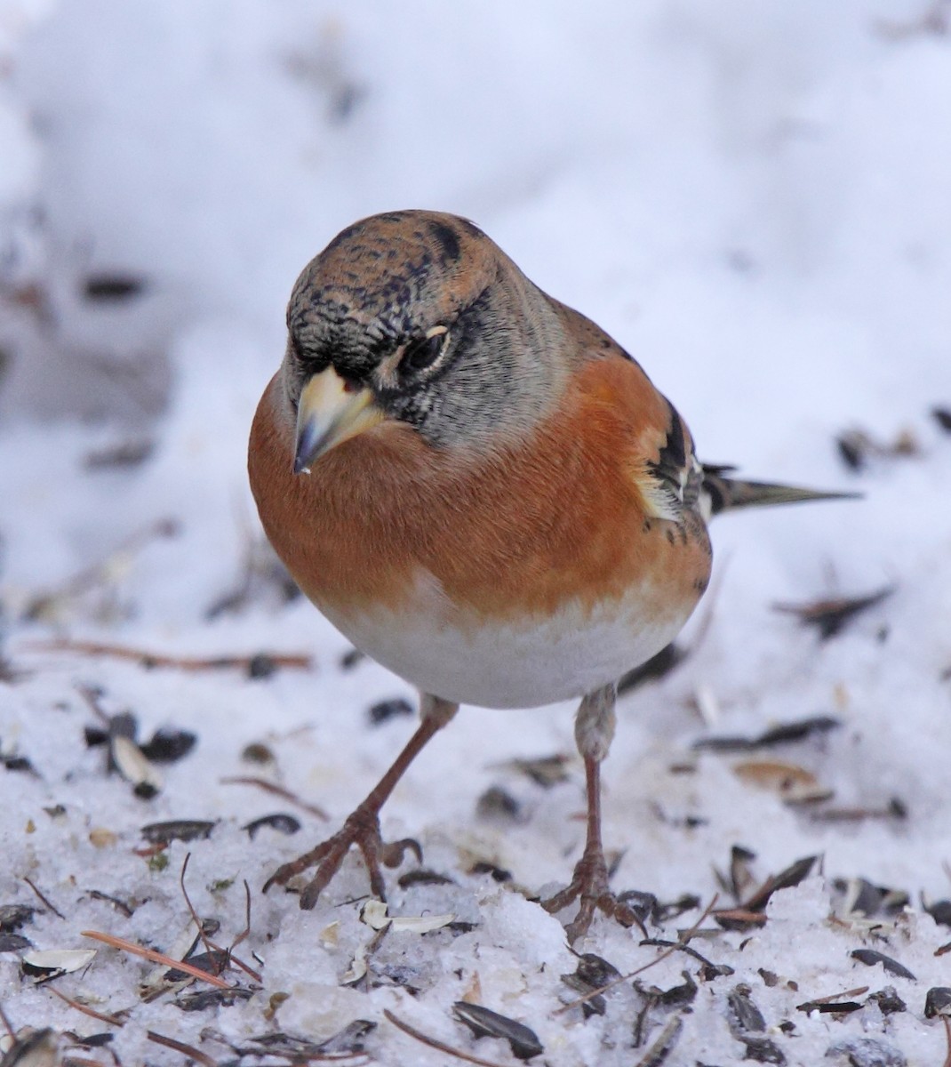 Brambling - ML638272608