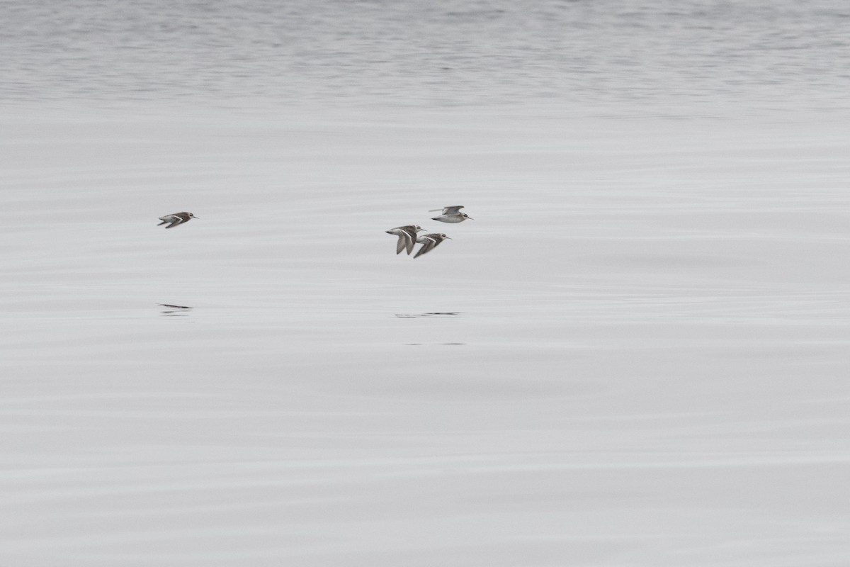 Red-necked Phalarope - ML638272609