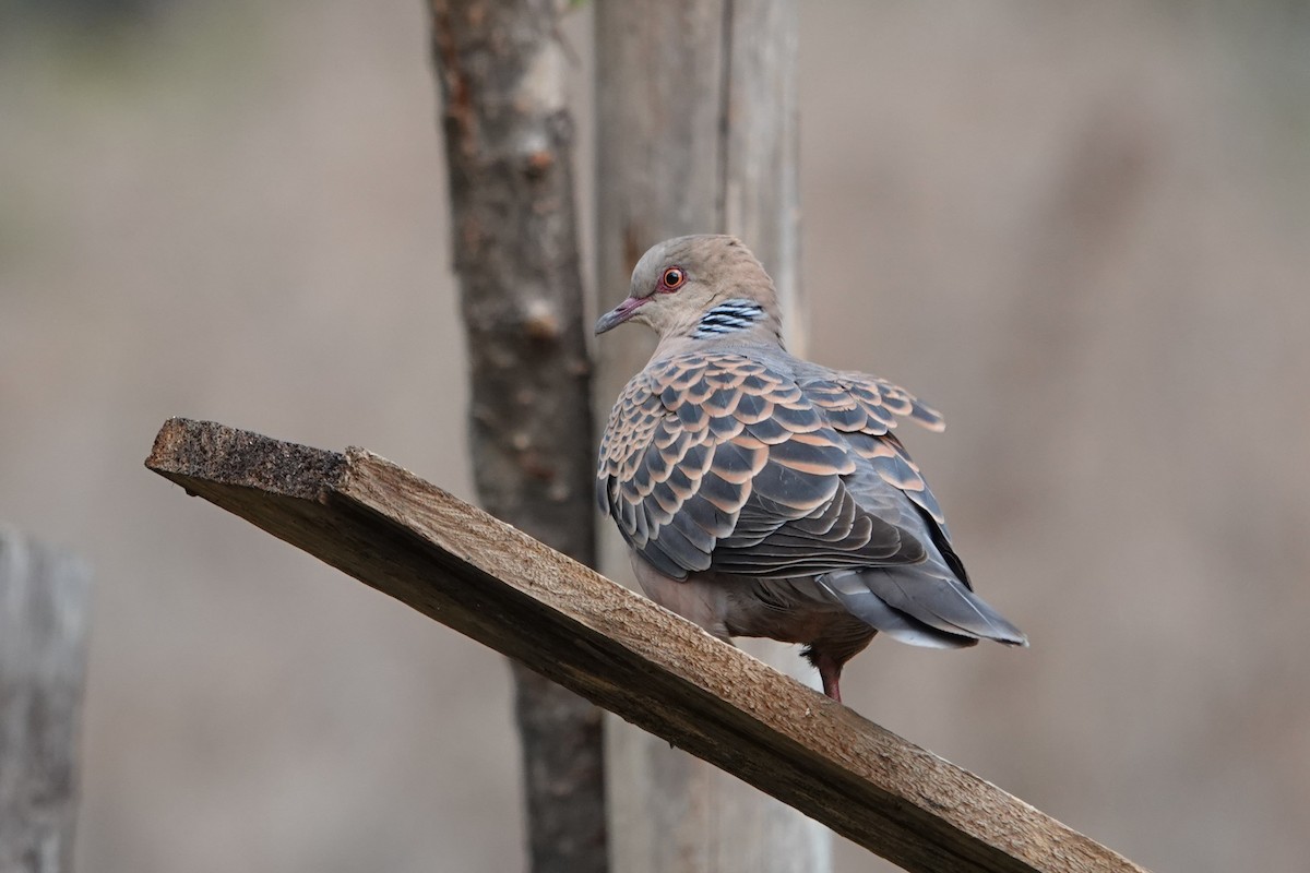 Oriental Turtle-Dove - ML638272623