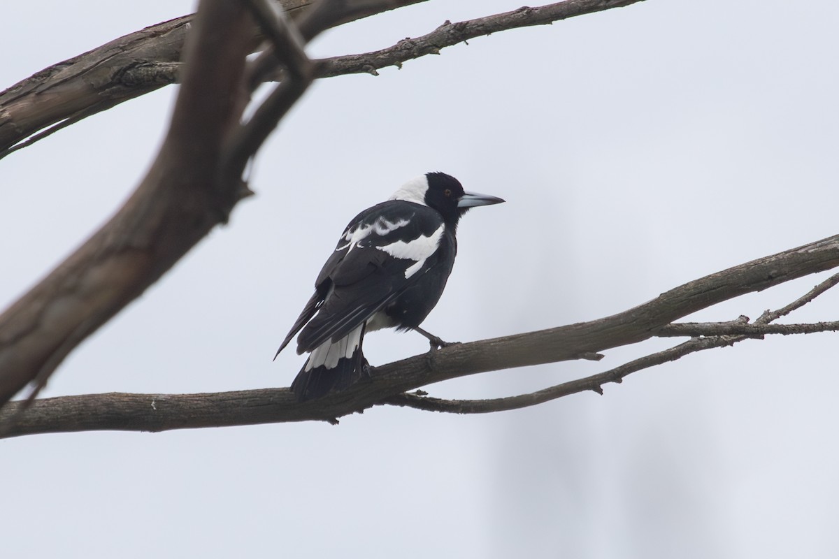 Australian Magpie (Black-backed) - ML638272624