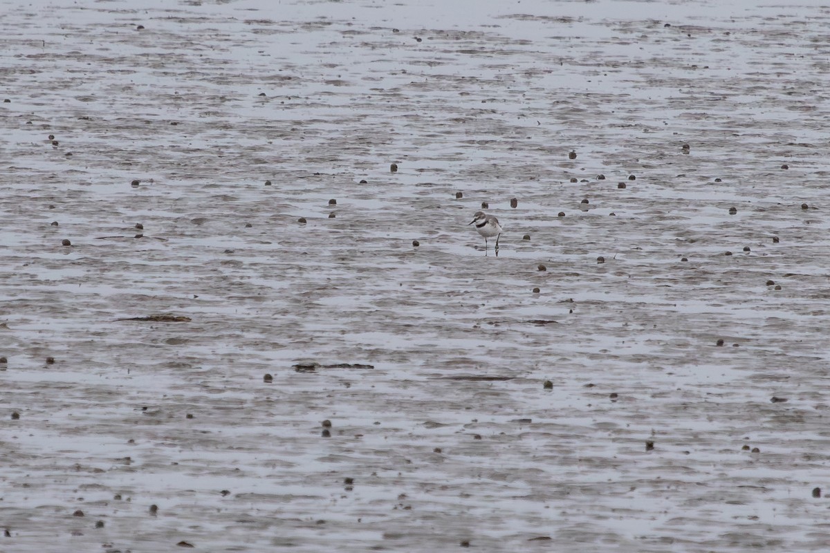 Wrybill - ML638272629