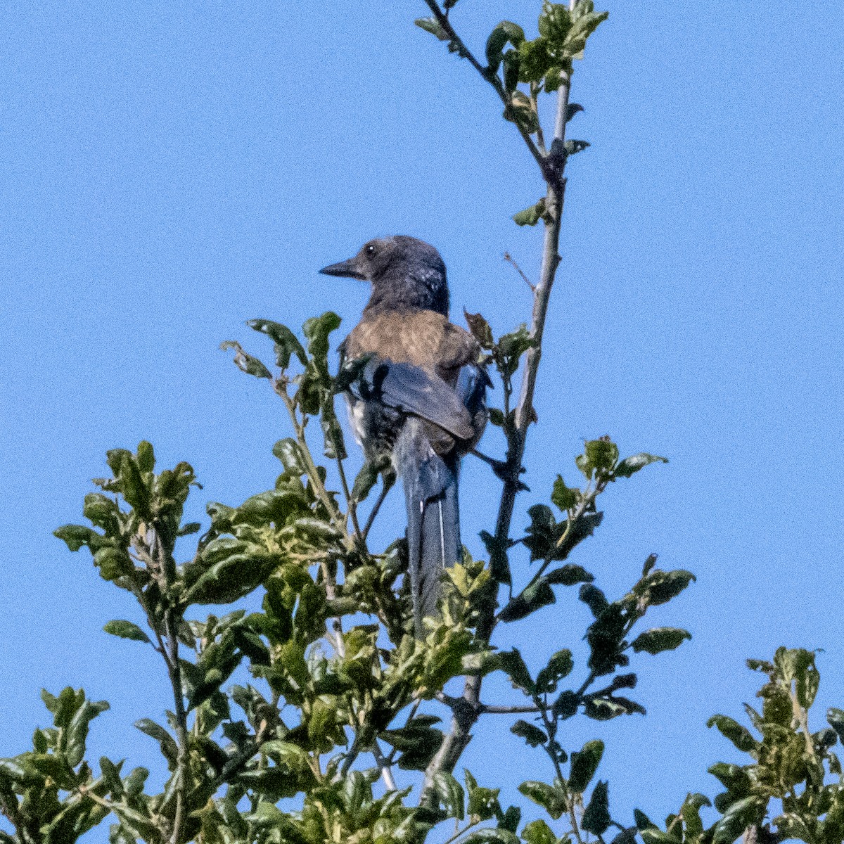 California Scrub-Jay - ML638272641