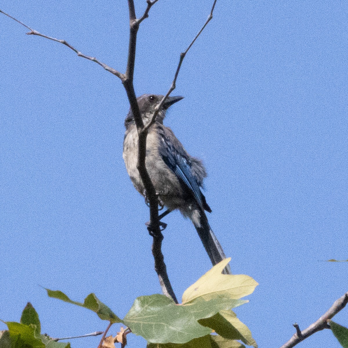 California Scrub-Jay - ML638272642