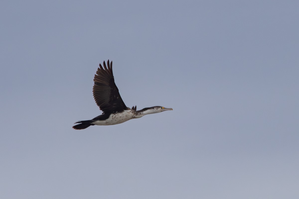 Cormoran varié - ML638272645