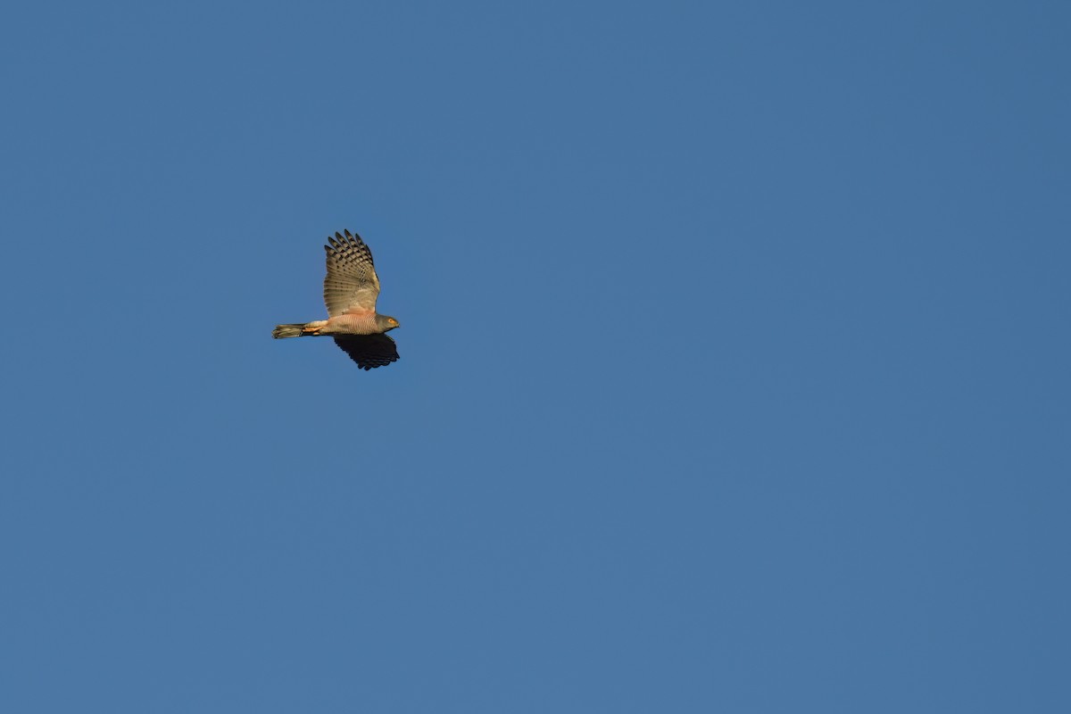 African Goshawk - ML638272662