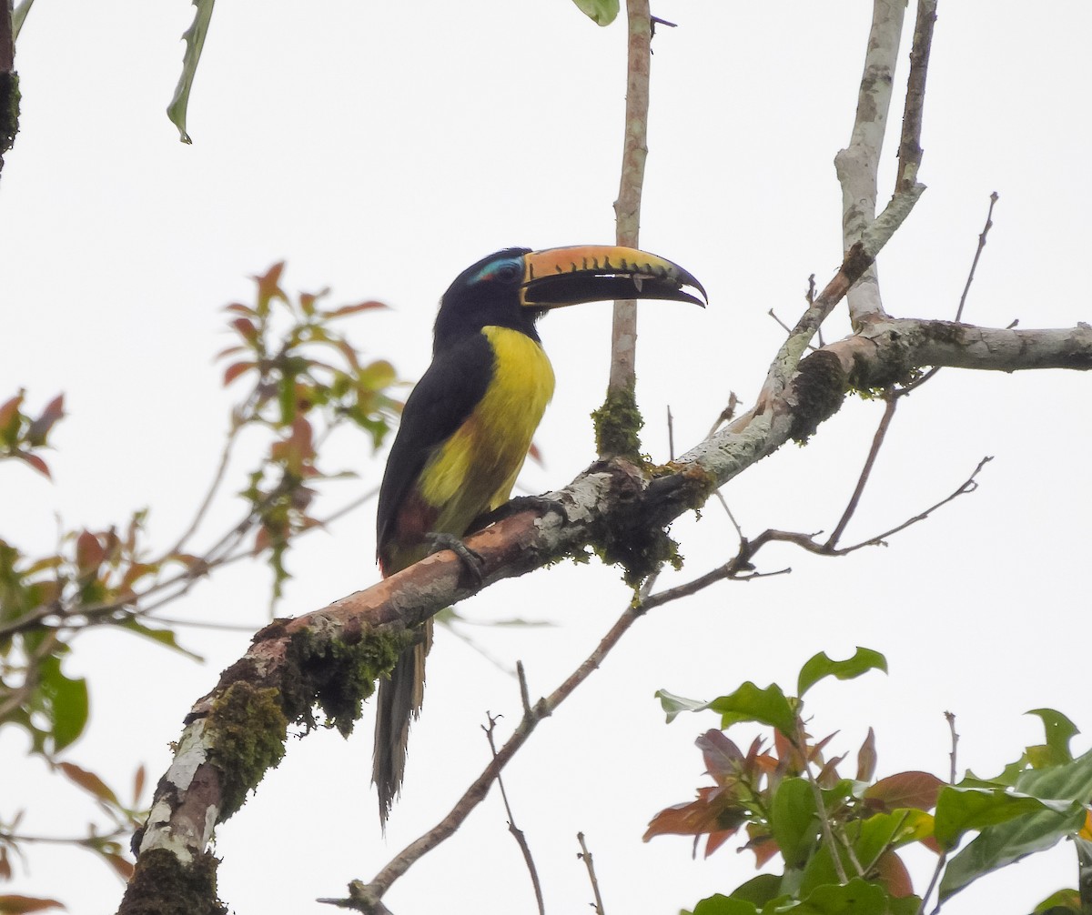 Lettered Aracari - ML638272666