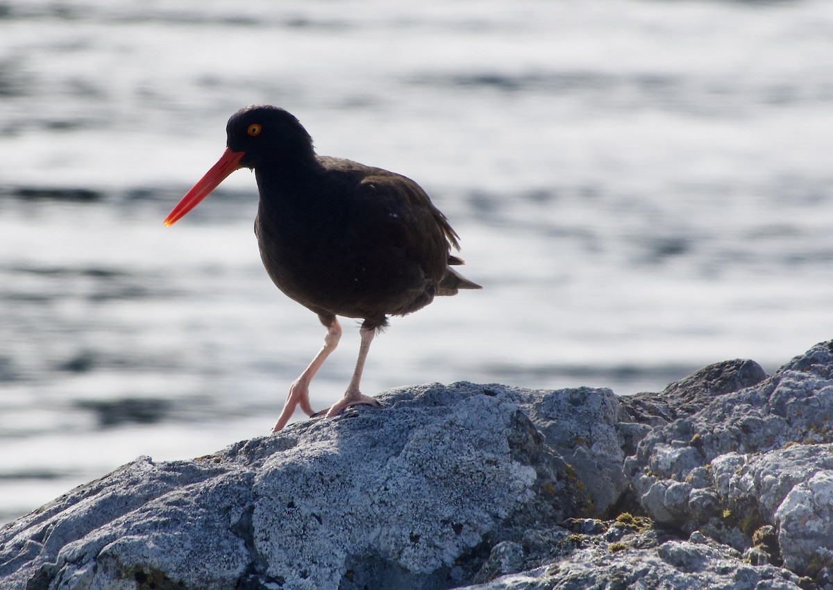 Black Oystercatcher - ML638272670