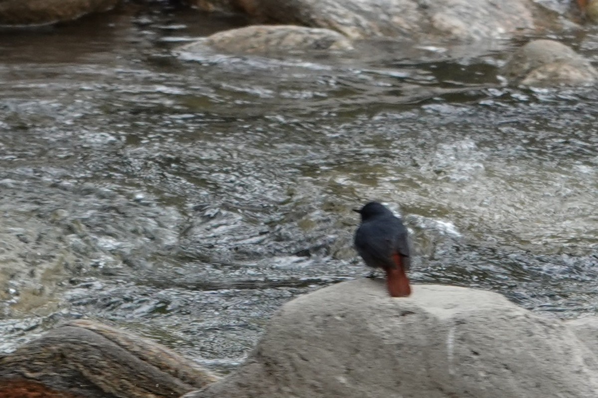 Plumbeous Redstart - ML638272684