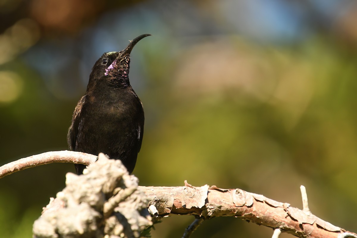 Amethyst Sunbird - ML638272688