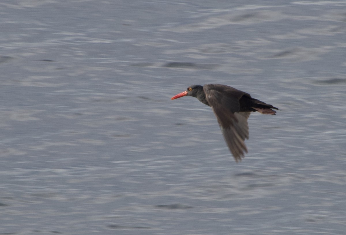 Black Oystercatcher - ML638272699