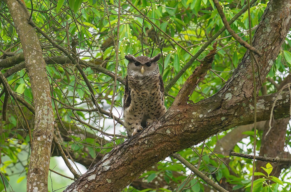 Spot-bellied Eagle-Owl - ML638272700
