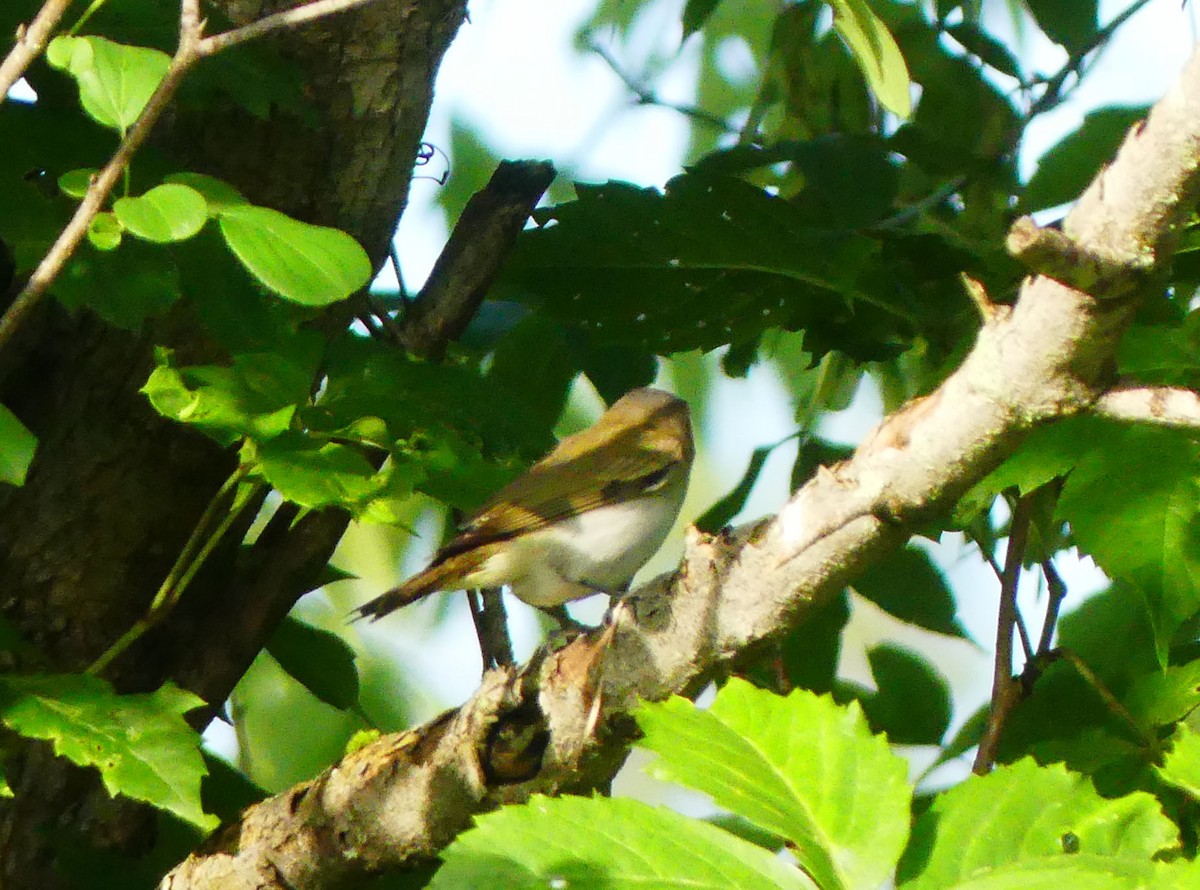 Red-eyed Vireo - ML638272707