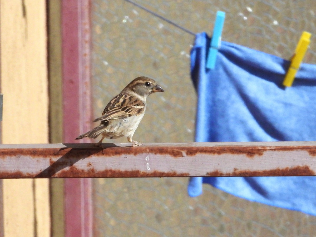 Italian Sparrow - ML638272730