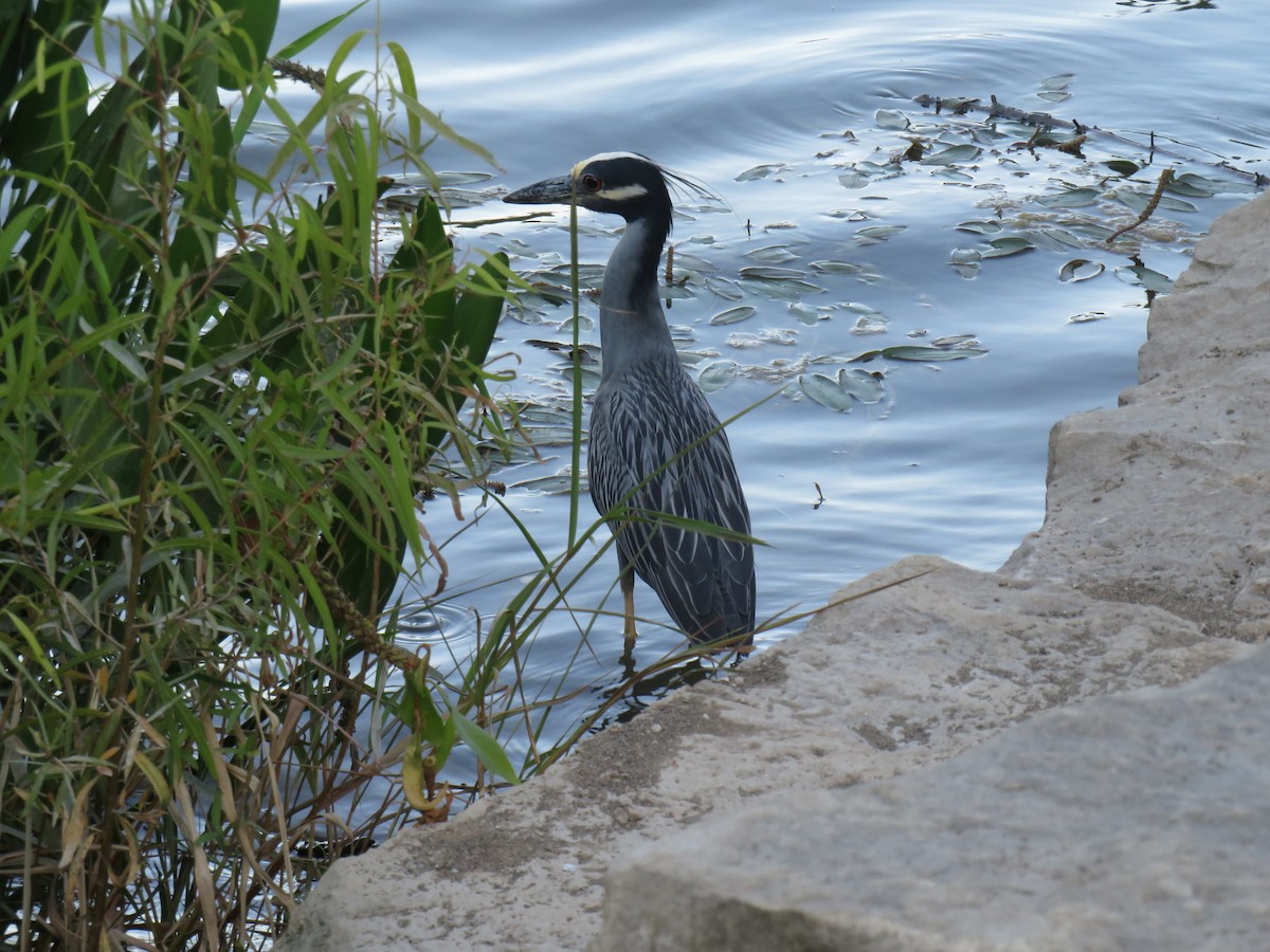 Yellow-crowned Night Heron - ML638272735