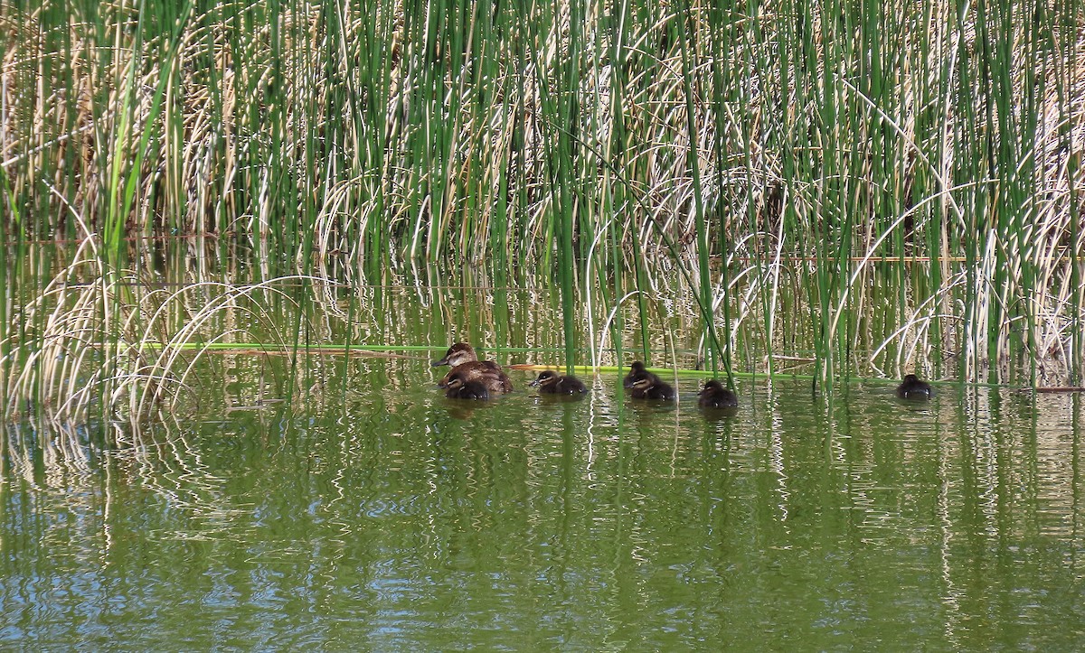 Ruddy Duck - ML638272739