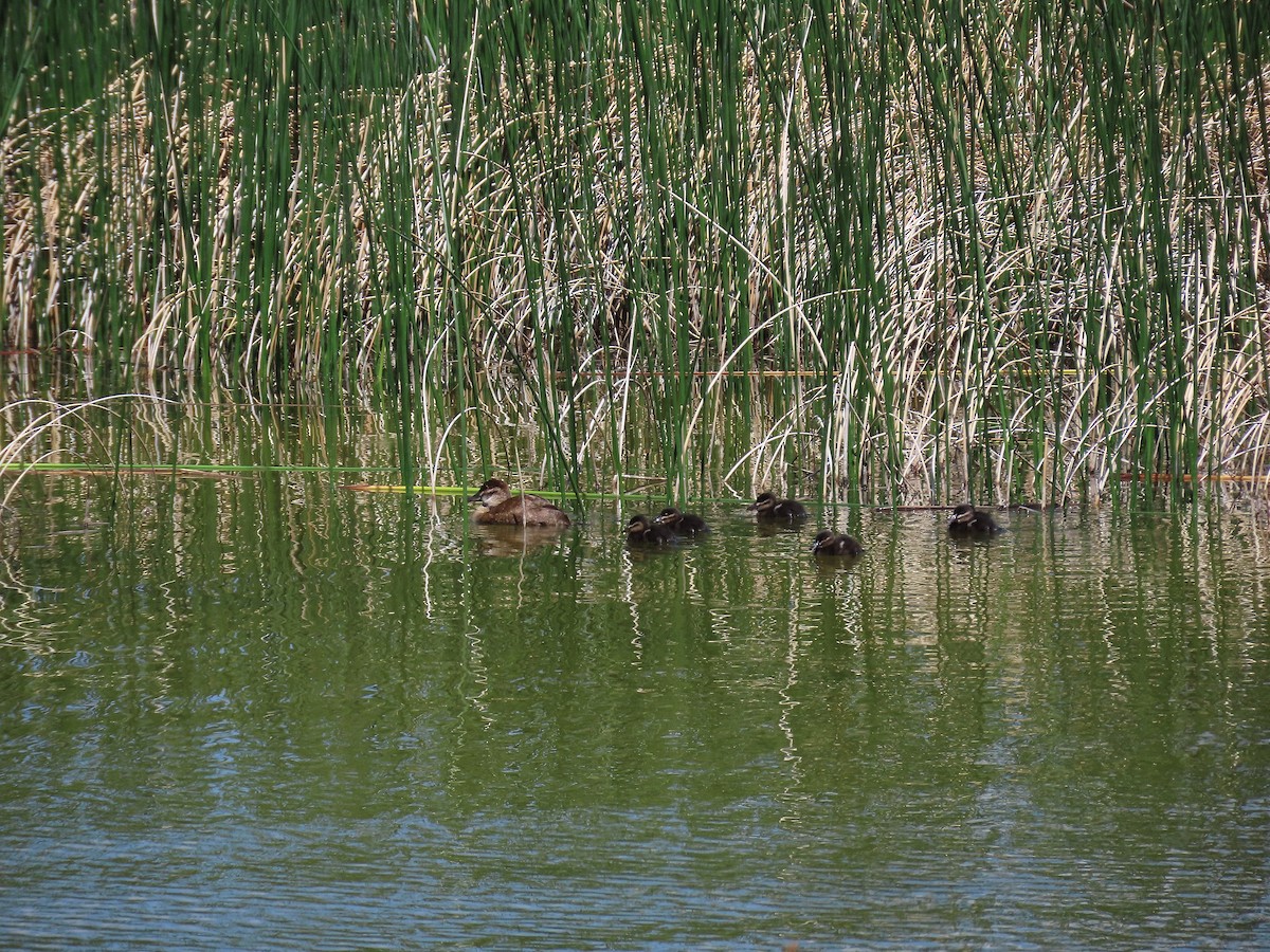 Ruddy Duck - ML638272740