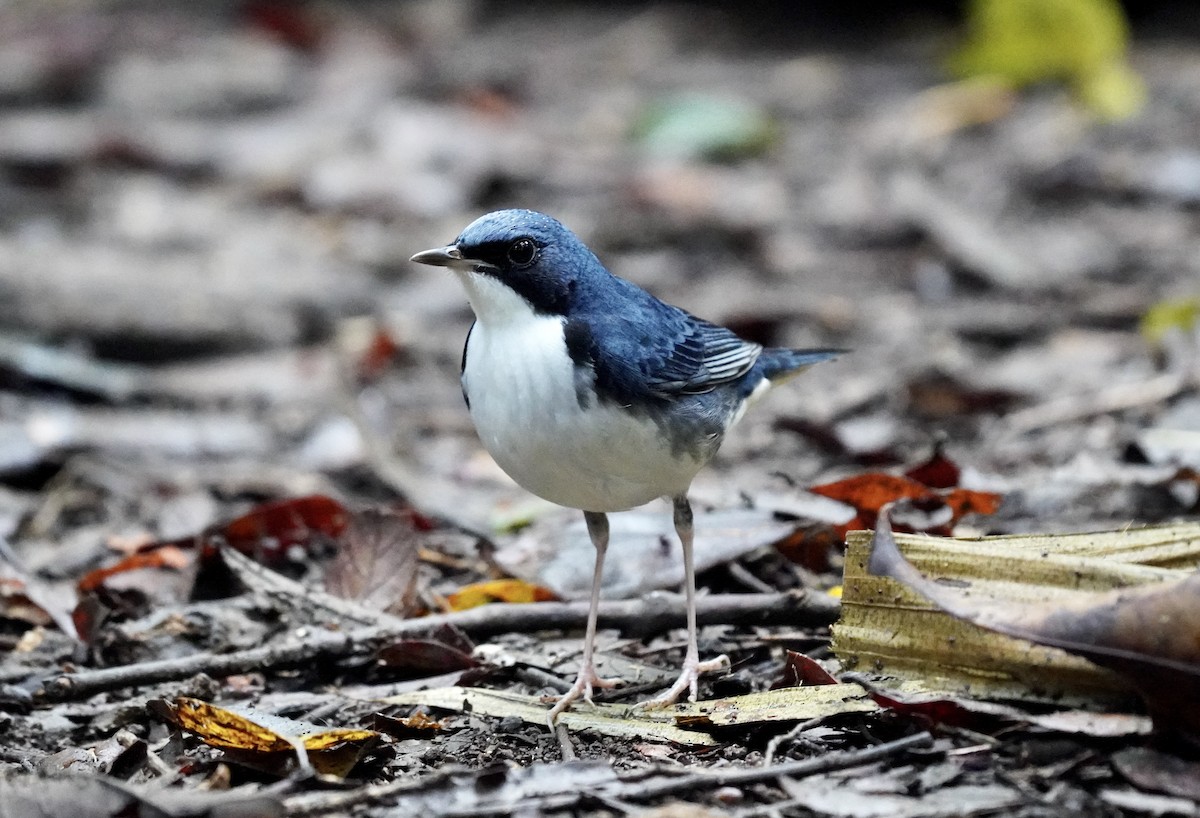 Siberian Blue Robin - ML638272770
