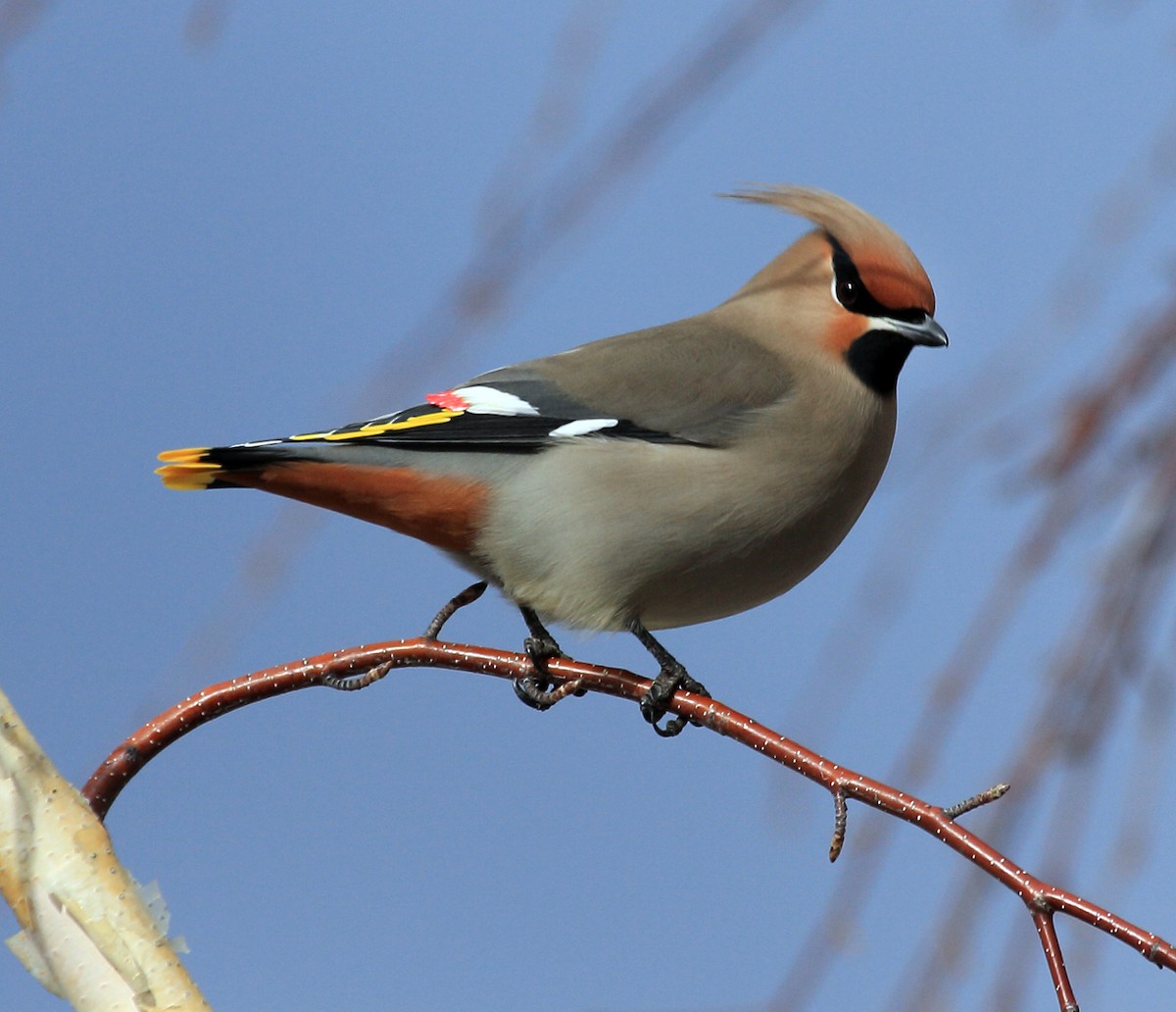 Bohemian Waxwing - ML638272777