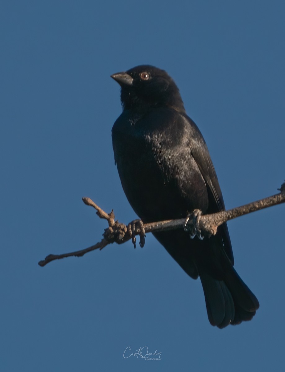 Screaming Cowbird - ML638272782