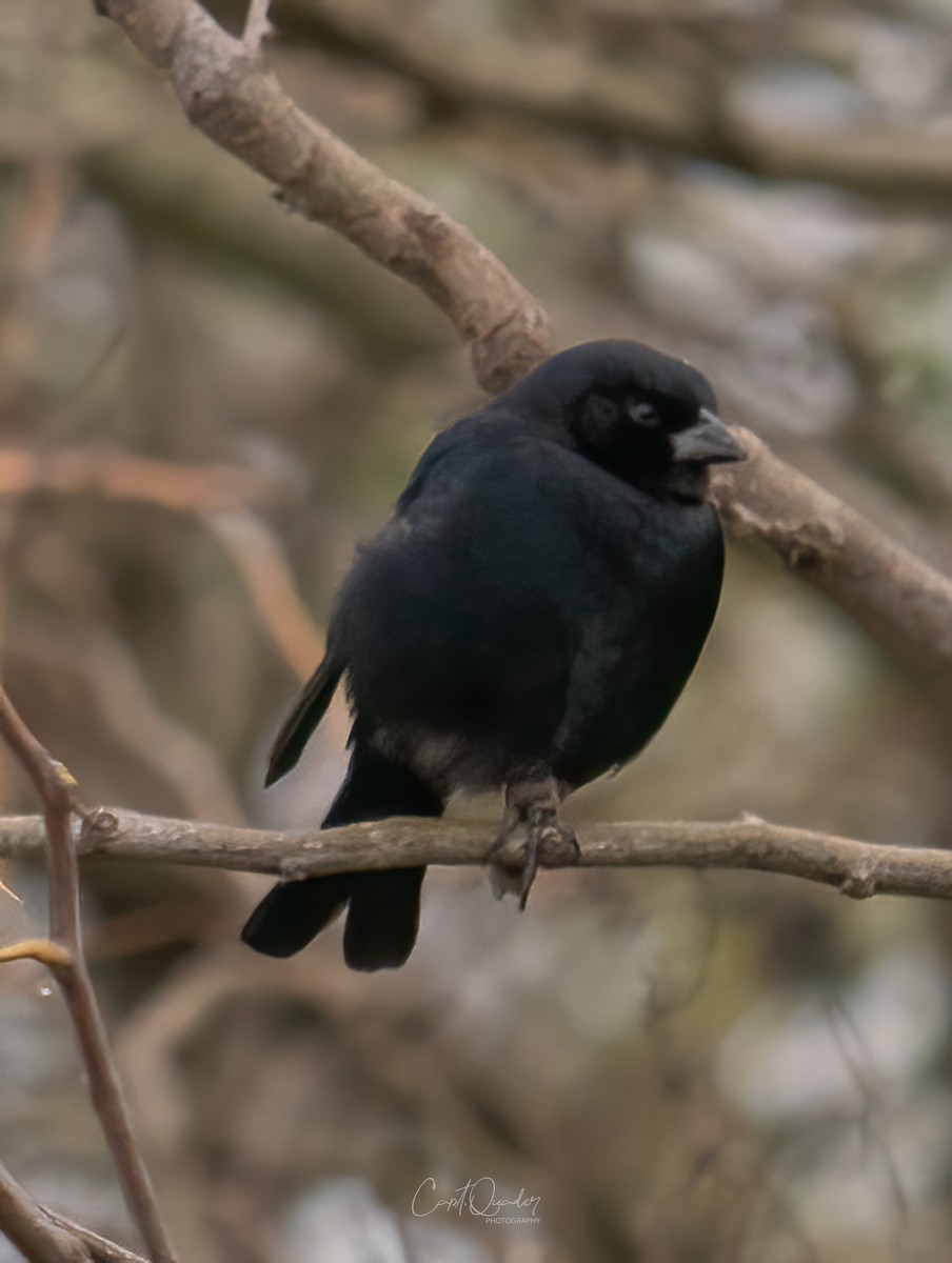 Screaming Cowbird - ML638272783