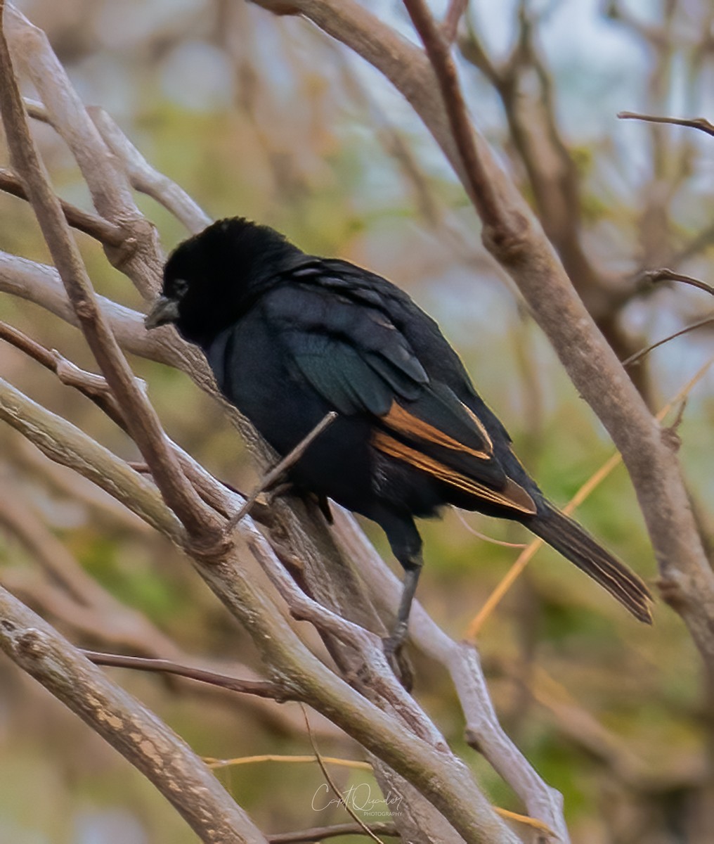 Screaming Cowbird - ML638272784
