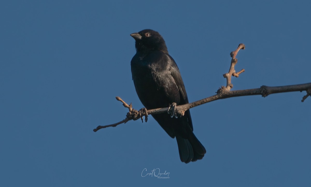 Screaming Cowbird - ML638272786