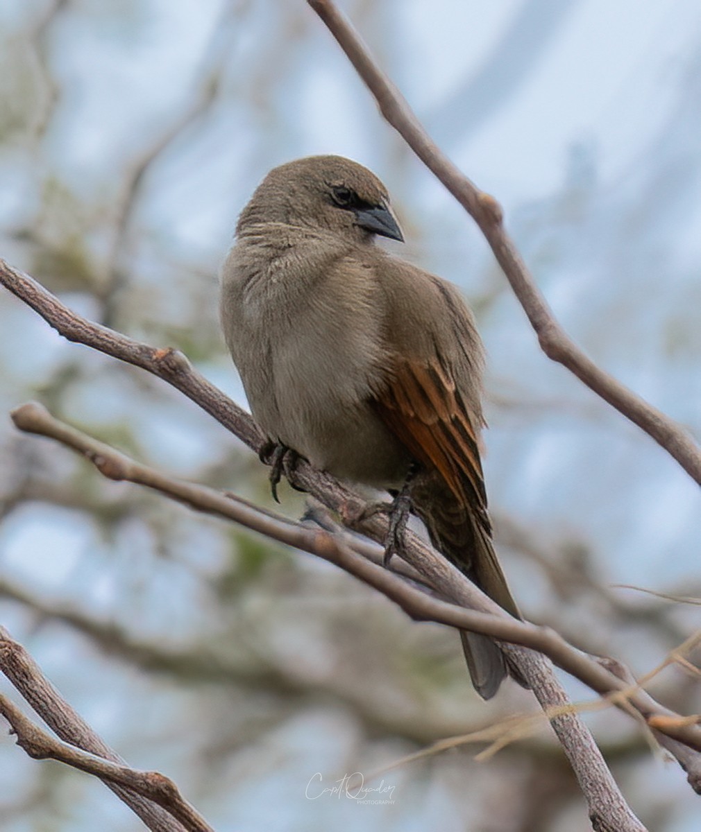 Screaming Cowbird - ML638272788