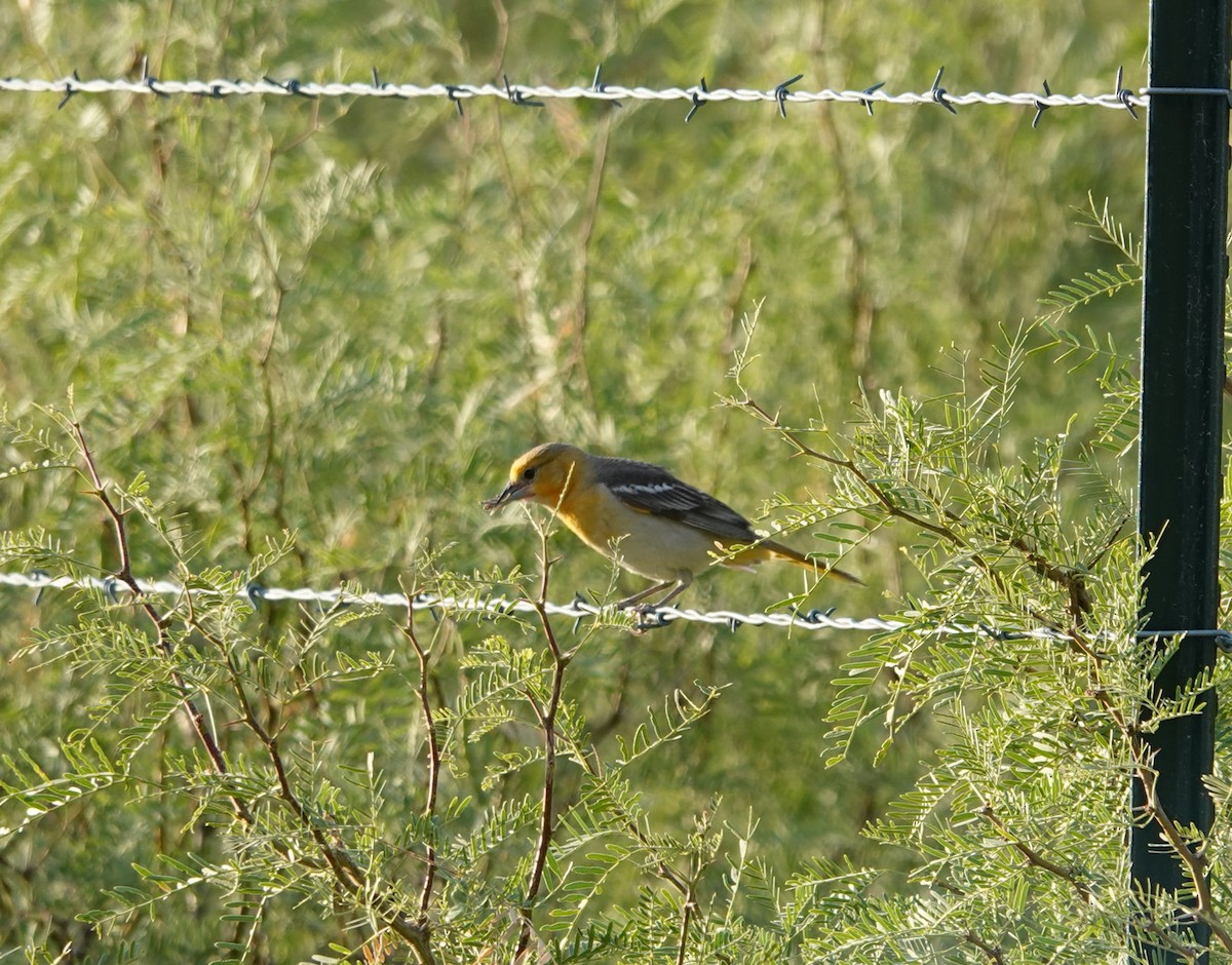 Bullock's Oriole - ML638272793