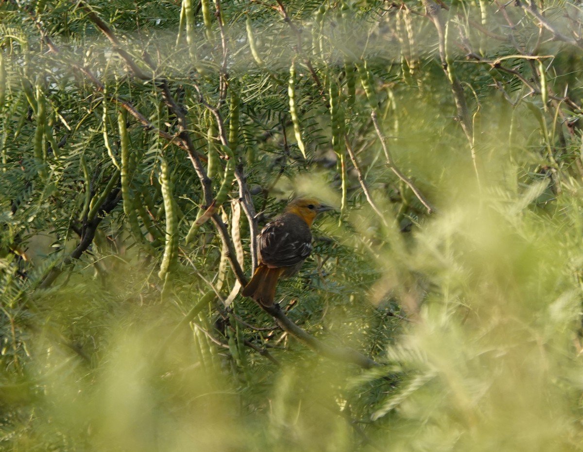 Bullock's Oriole - ML638272794