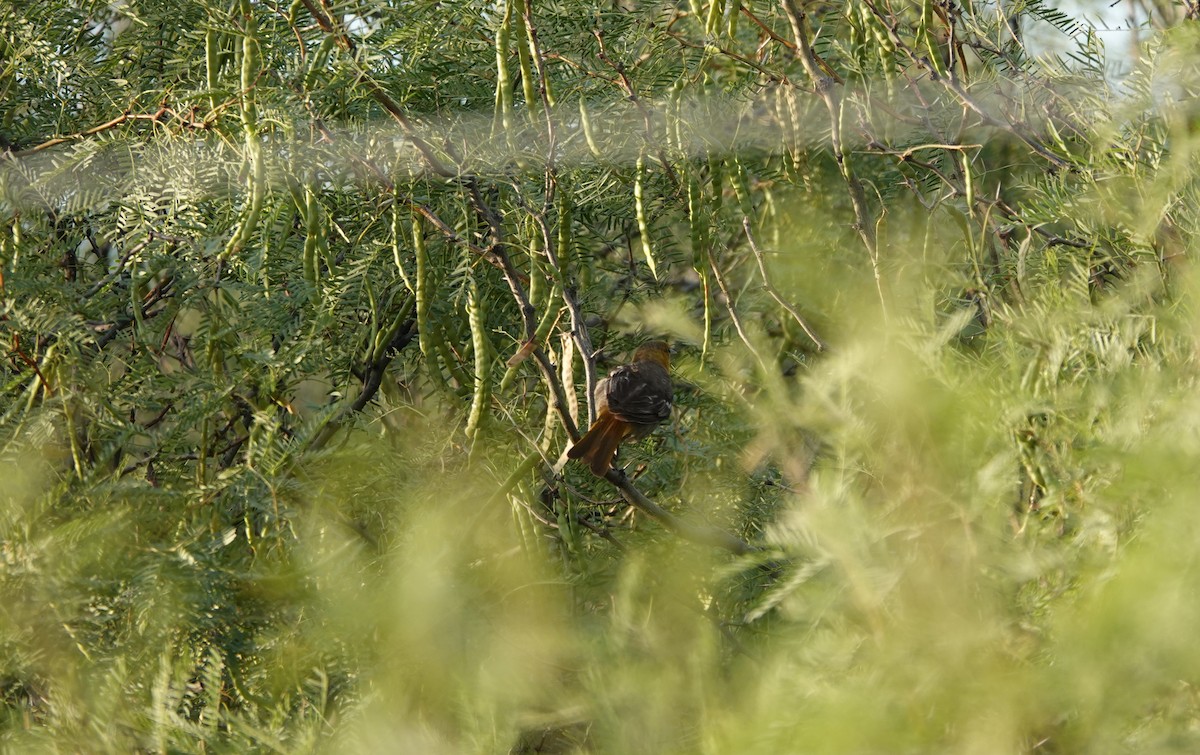 Bullock's Oriole - ML638272795