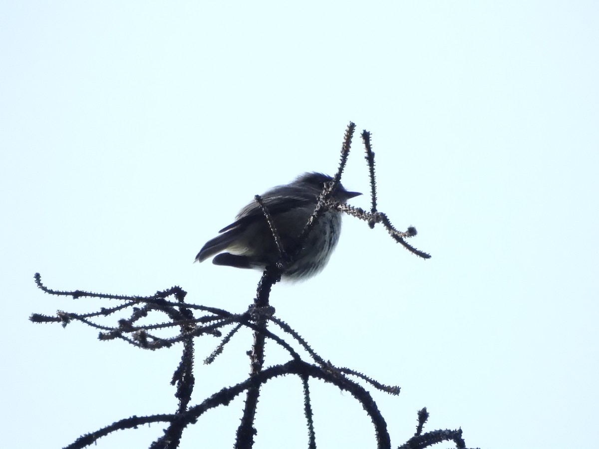Olive-sided Flycatcher - ML638272800