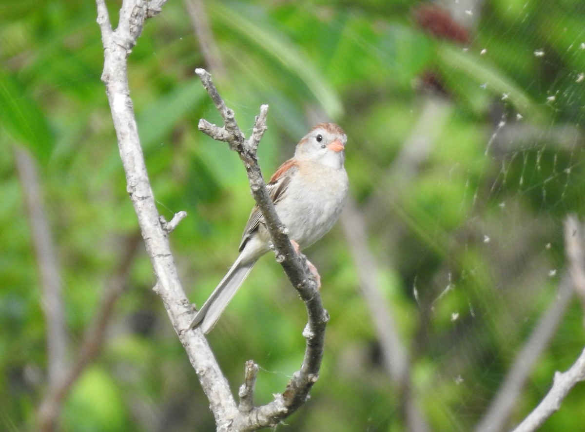 Field Sparrow - ML638272807