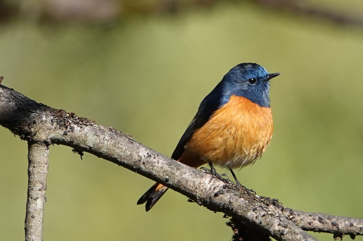Blue-fronted Redstart - ML638272812