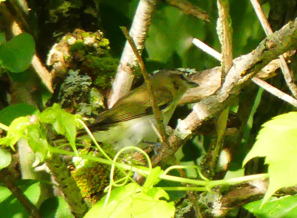 Red-eyed Vireo - ML638272813