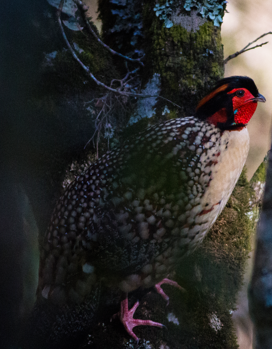Cabot's Tragopan - ML638272815