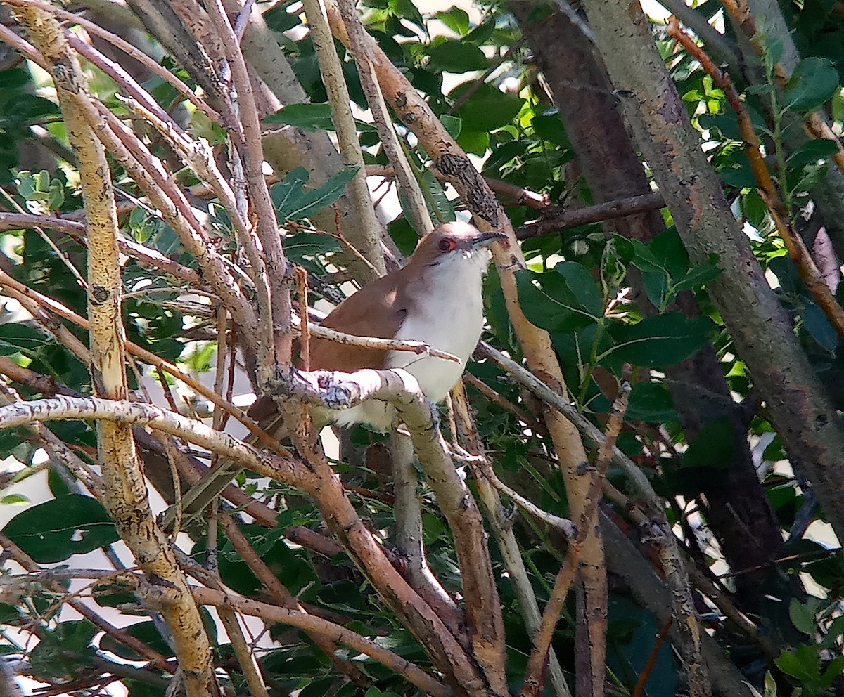 Black-billed Cuckoo - ML638272819