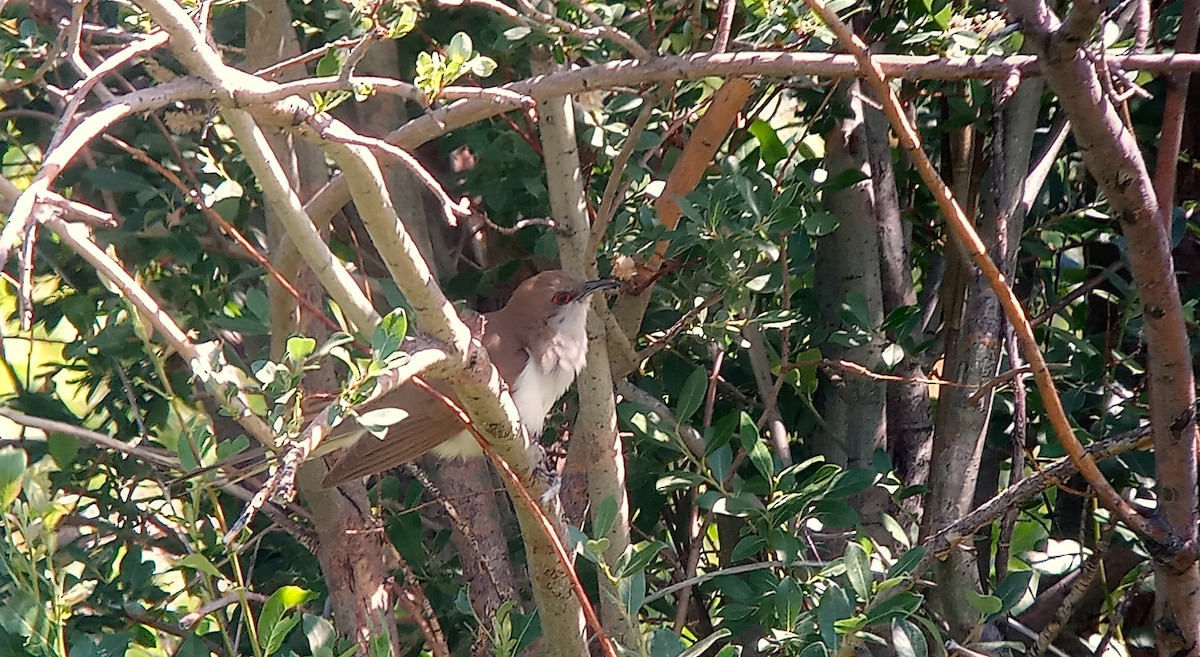 Black-billed Cuckoo - ML638272820