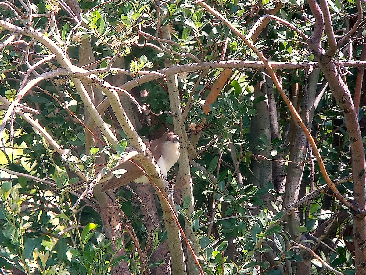 Black-billed Cuckoo - ML638272821