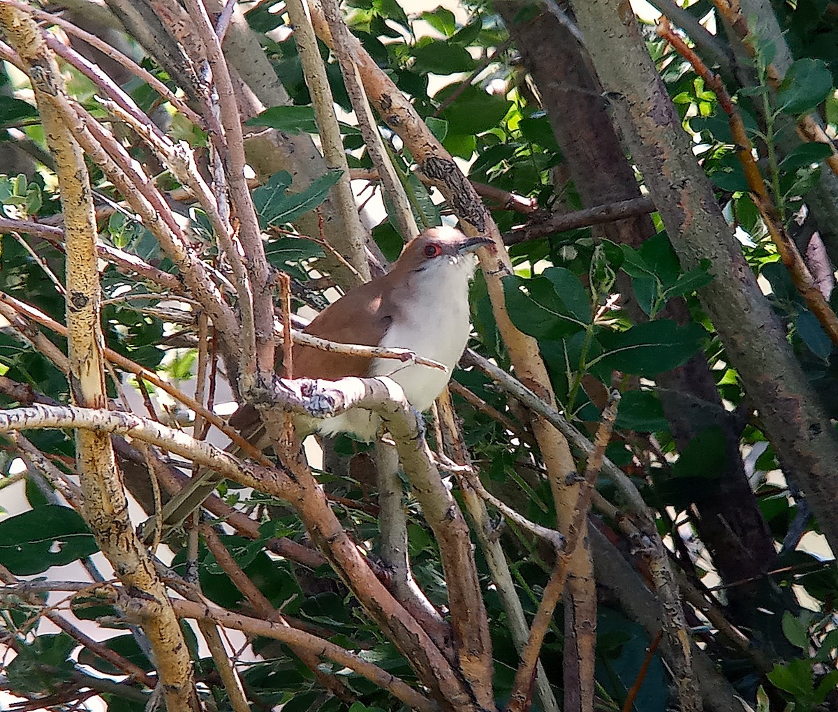 Black-billed Cuckoo - ML638272822